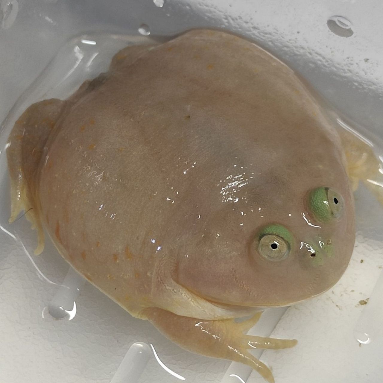 世界万物,无奇不有,小丑蛙!据说也是网红之乐!