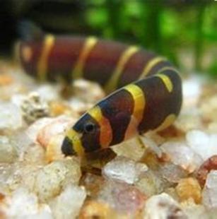 清洁鱼缸的"工具鱼"