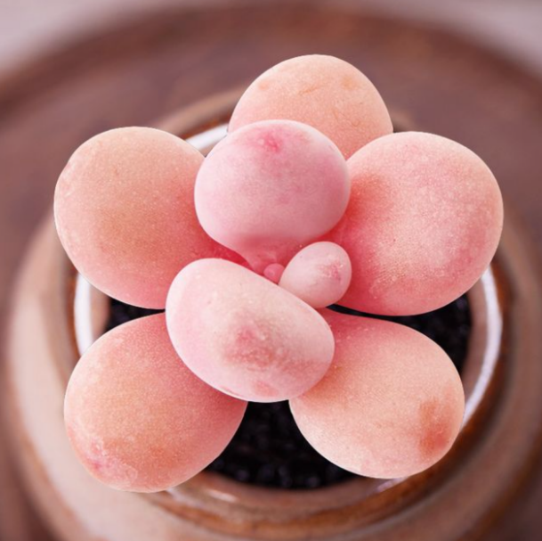 十大最漂亮的多肉植物