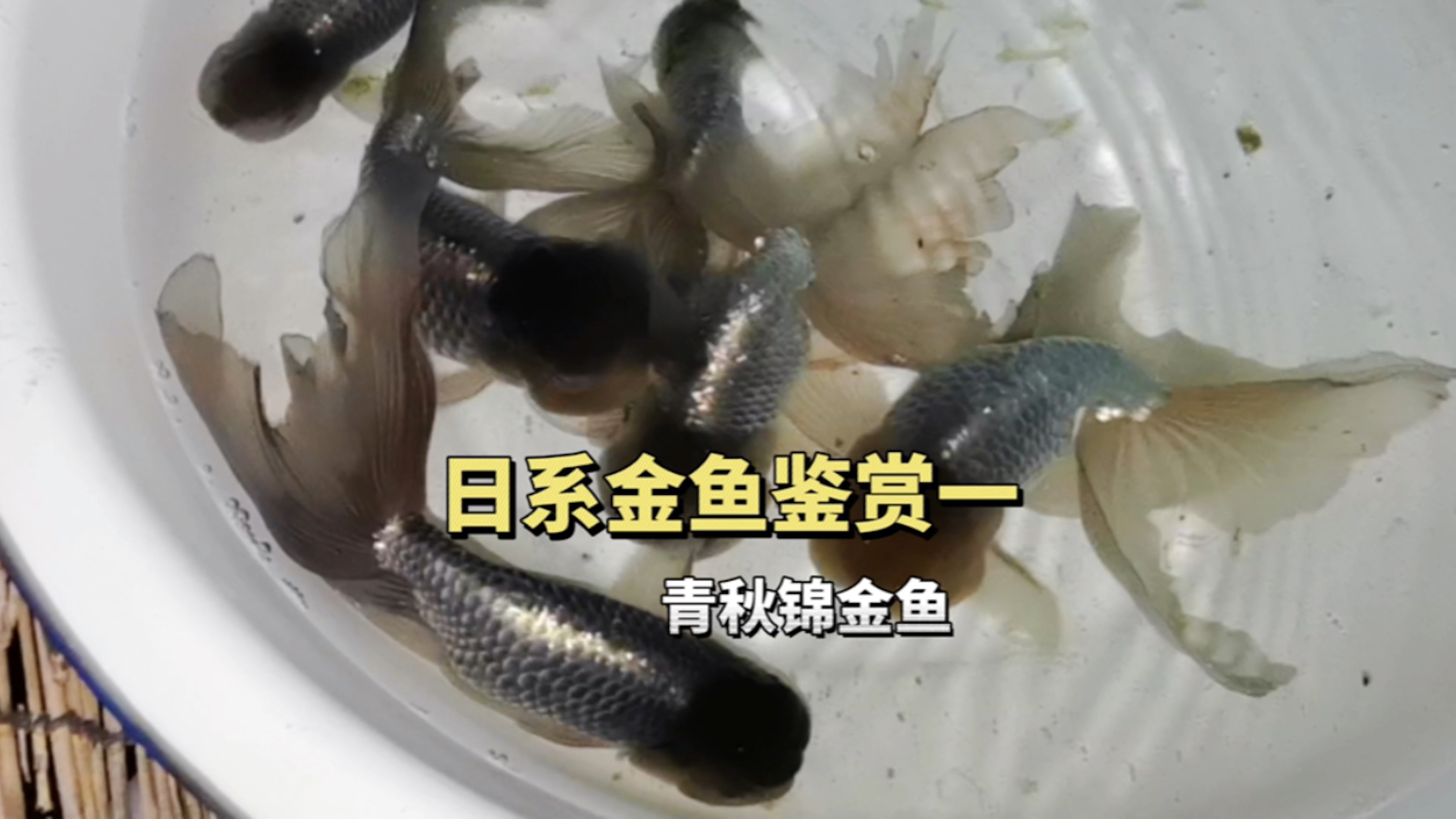 日系金鱼鉴赏一,青秋锦金鱼,像不像丹凤金鱼和虎头金鱼