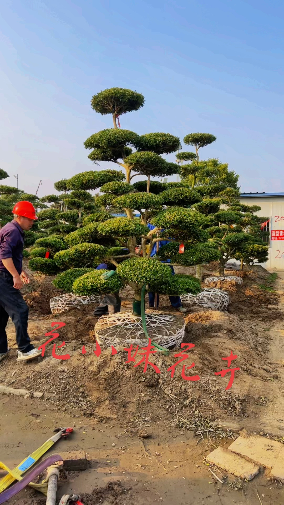 精品瓜子黄杨造型树黄杨入户发家致富四季常青不落叶耐寒耐旱南北方都