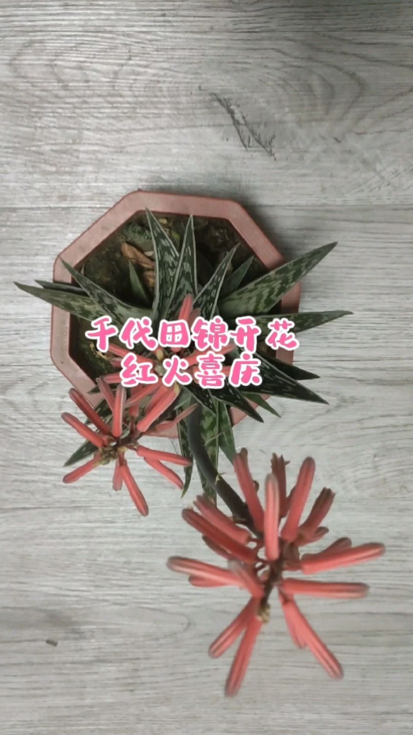 我的翠花掌开花了,千代田锦又叫翠花掌,多肉开花,"富贵到家"