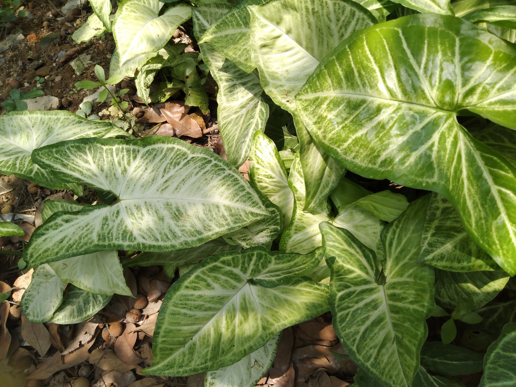 植物-白蝴蝶,可以做盆栽