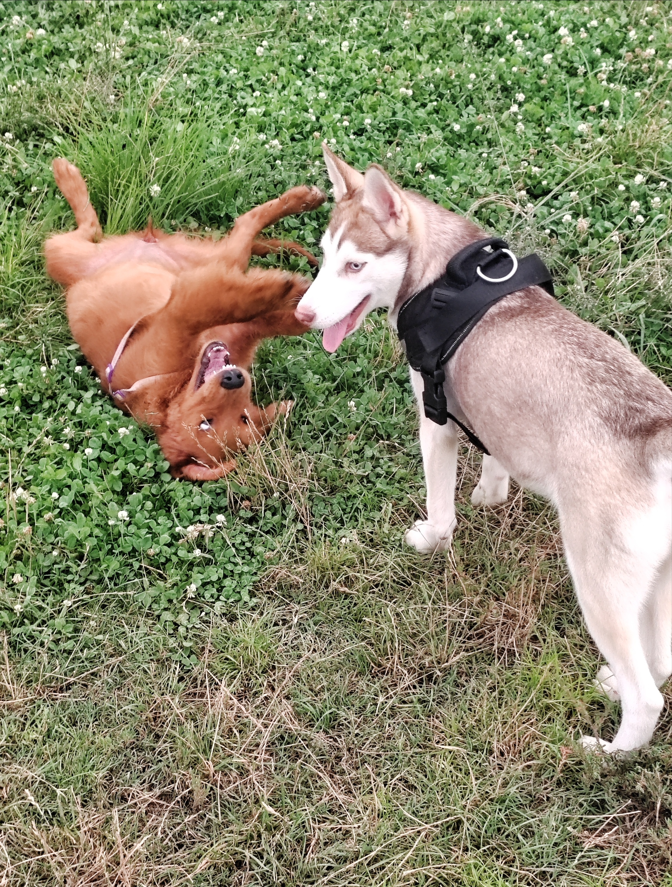 遇见两只小奶狗,哈士奇和金毛嬉戏打闹,宠物犬写真摄影图片
