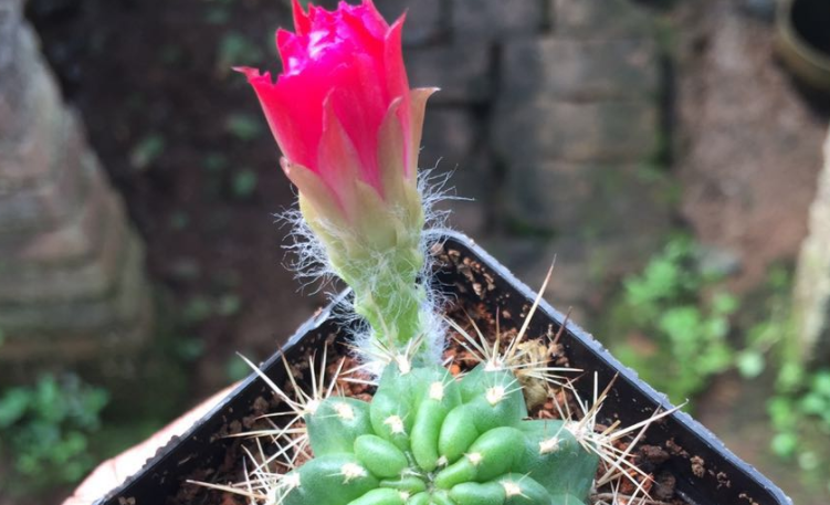 丽花仙人球经典品种