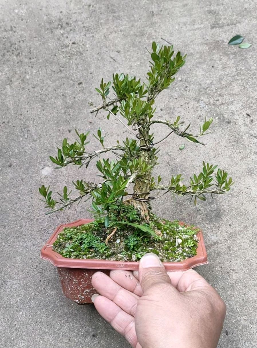 矮霸雀舌皱皮小叶黄杨