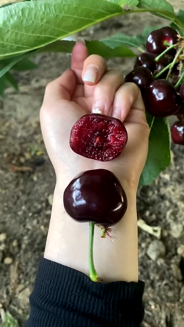 哪里有塔玛拉樱桃苗 塔玛拉樱桃苗价格 塔玛拉樱桃苗多少钱一棵