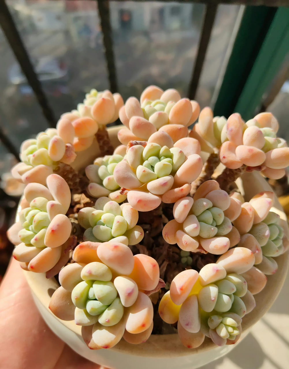 多肉长寿花 et(外星人) 初开黄逐渐变粉 清理掉枯叶的劳尔 67