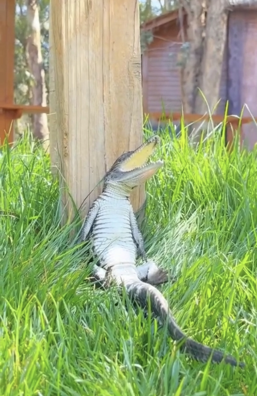 原来鳄鱼宝宝是张嘴睡觉的.#趣图搞笑