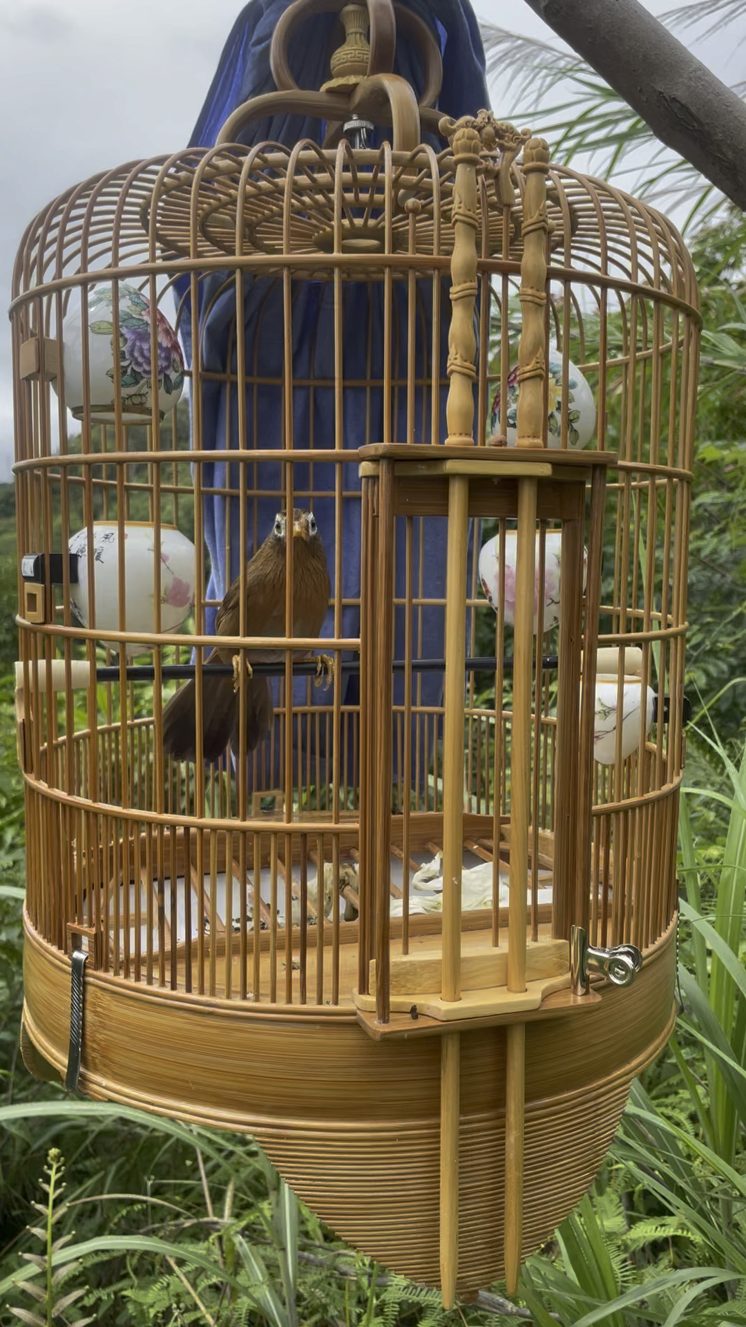 笼中之鸟也有梦