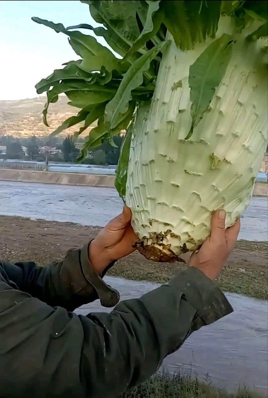这是缀化了 在某些多肉上还有菠萝也会有这样的情况.