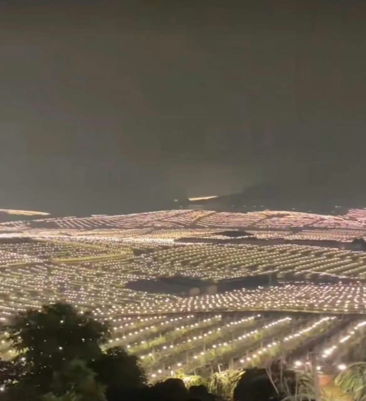 夜晚的火龙果田可真美啊