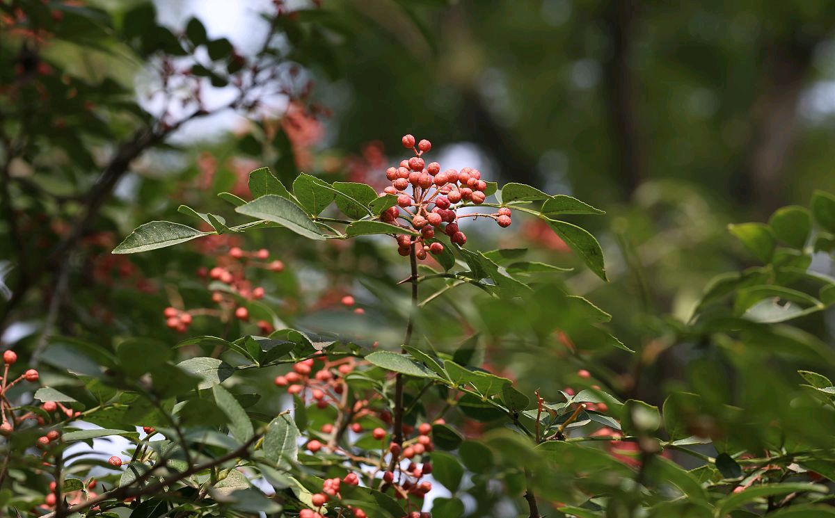 在农村,花椒树种植前景怎么样,如何种植?