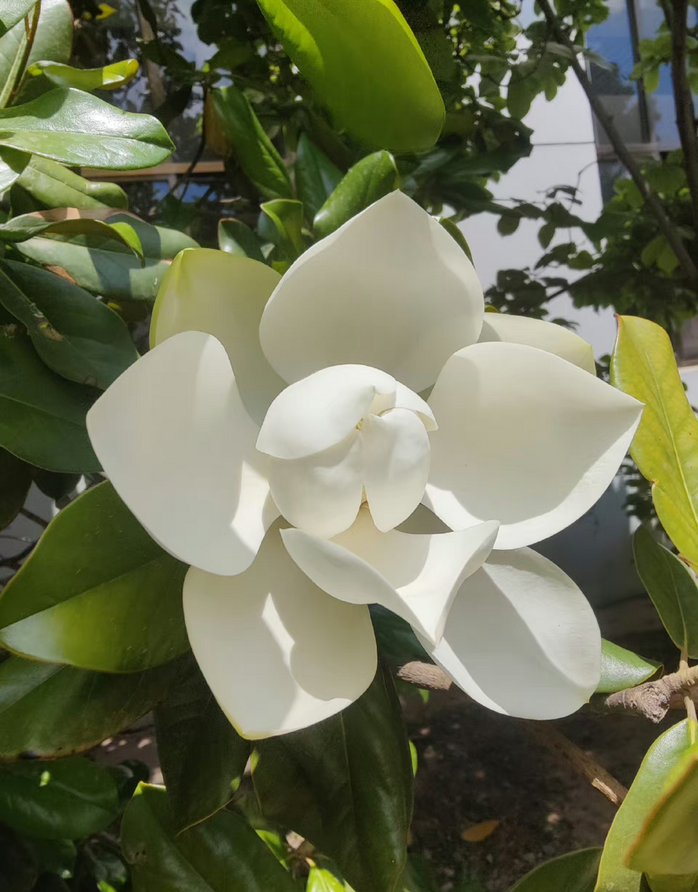 广玉兰,又名荷花玉兰,常绿阔叶树种 ,在南方能做行道树,可是在北方