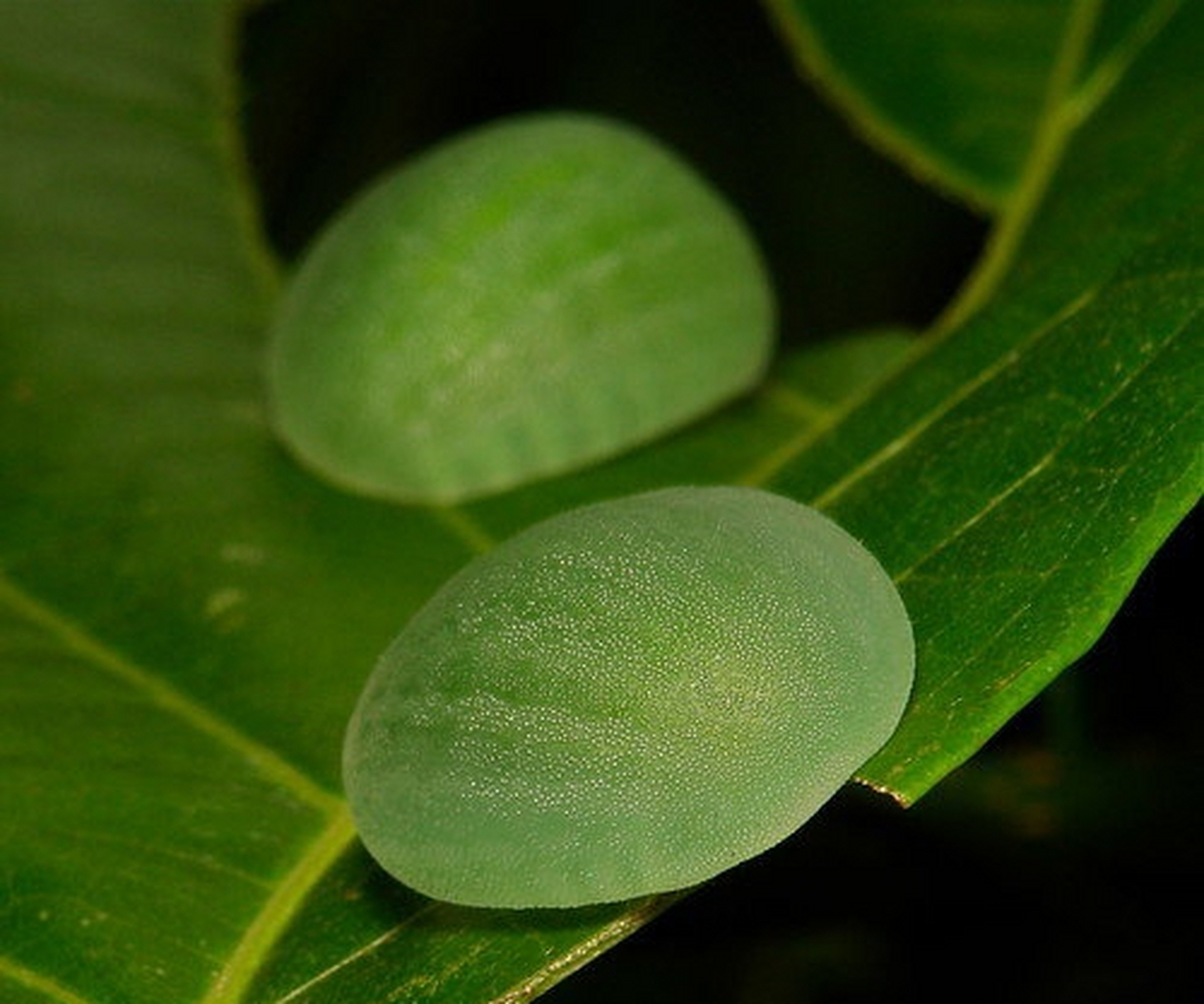 这是背刺蛾(belippa horrida)的幼虫,因为没有瘤刺(俗称毛,有毛的那种