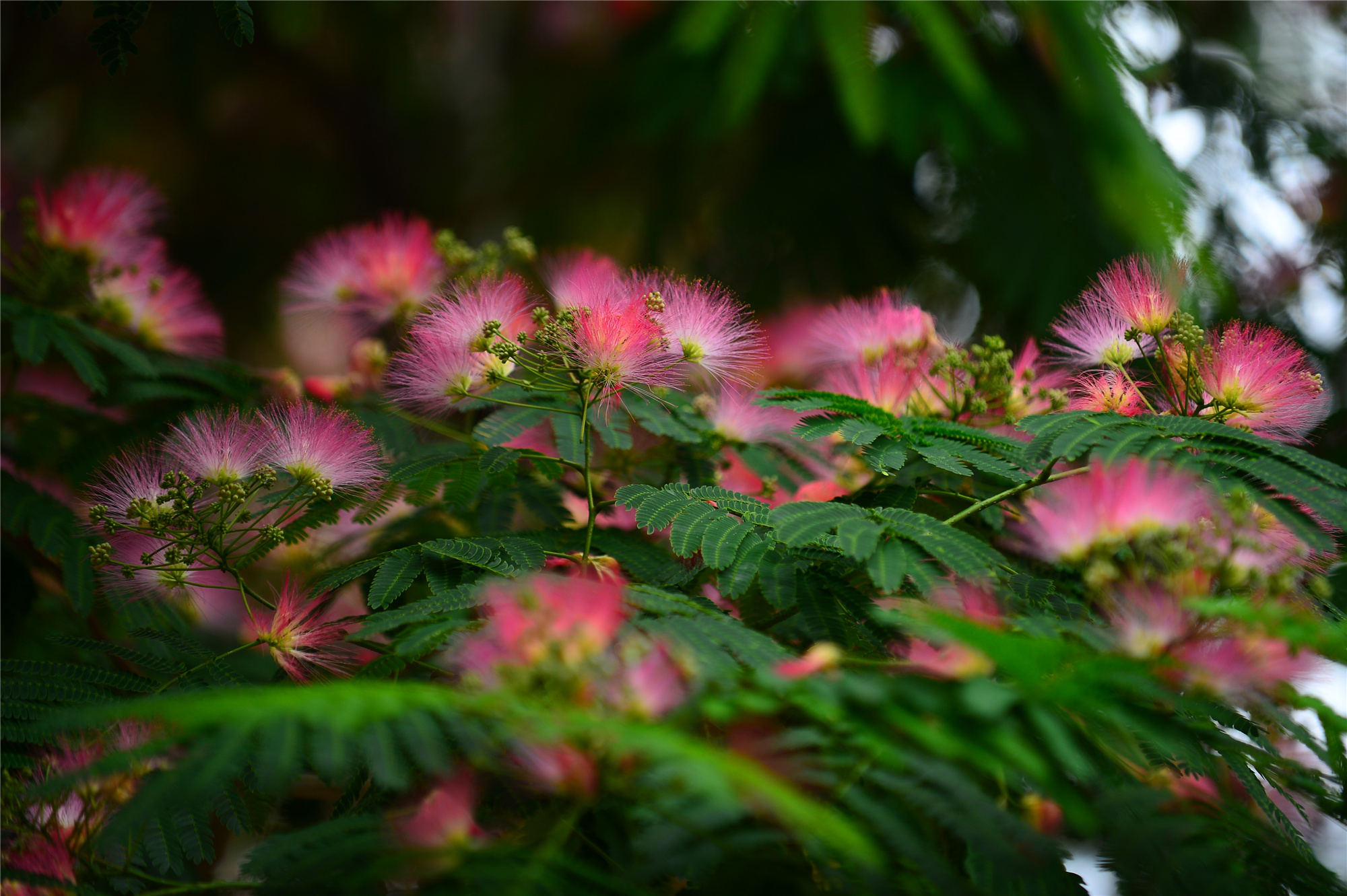 绒花树