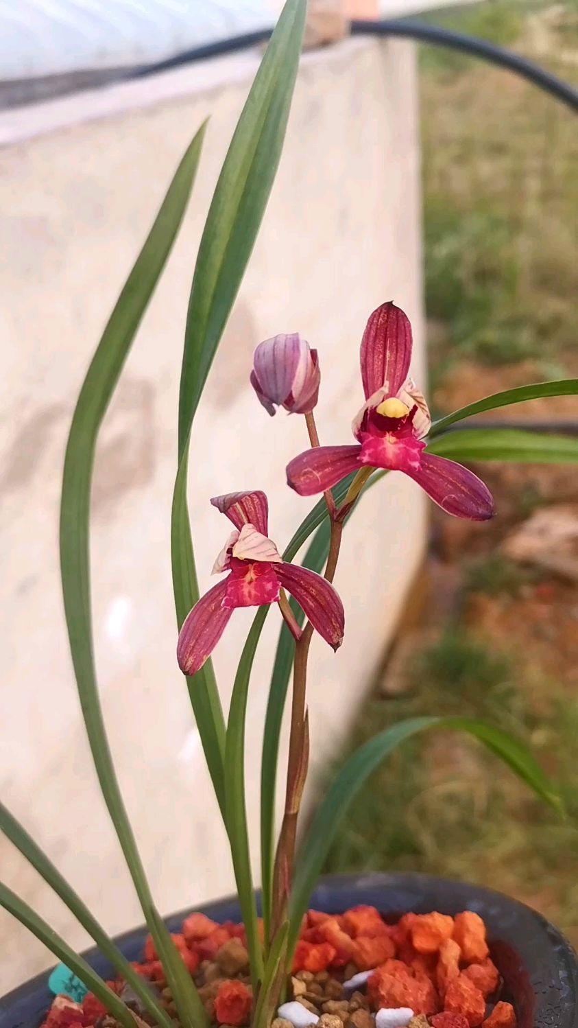 冷门品种建兰紫凝