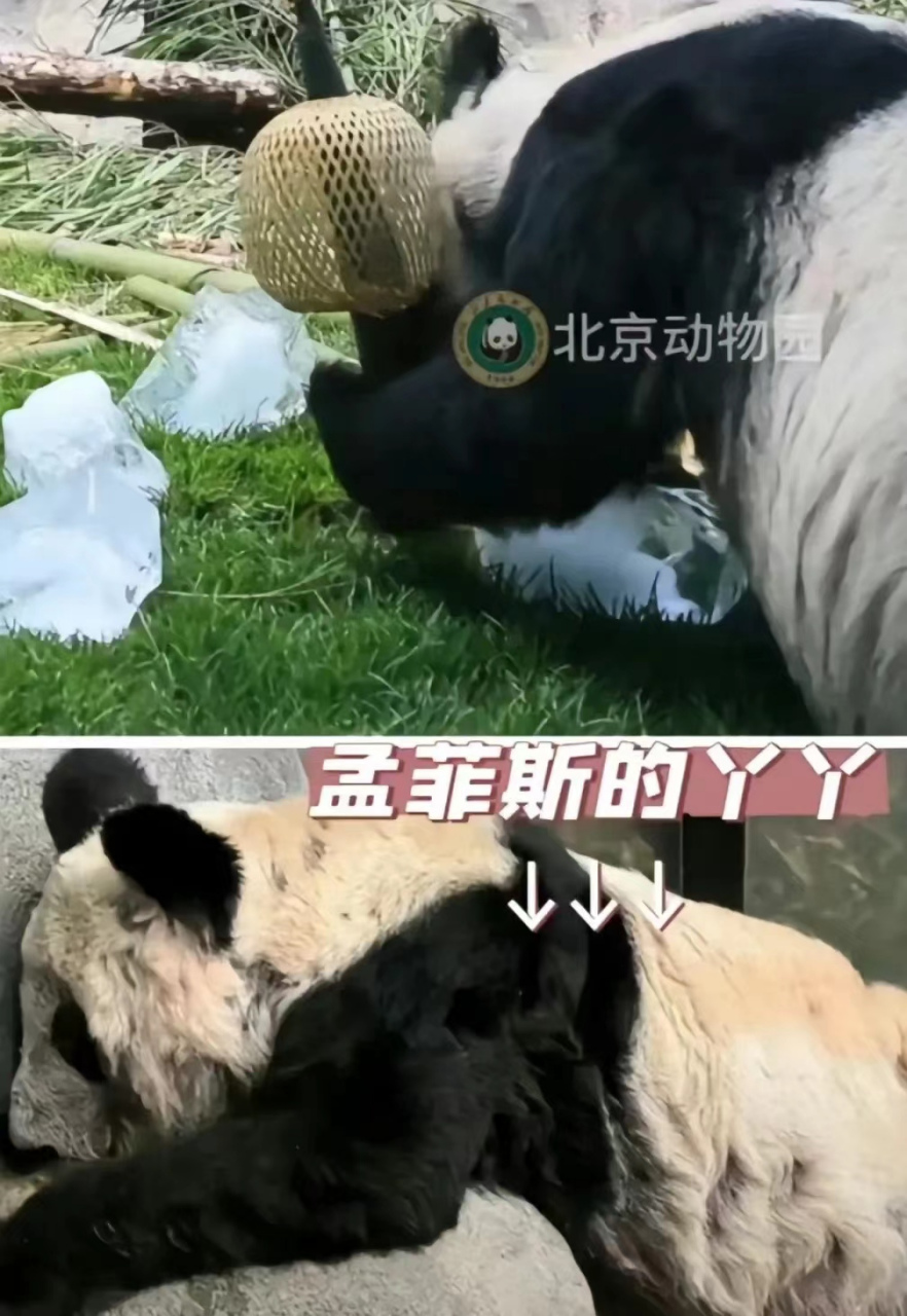 但它的遭遇
