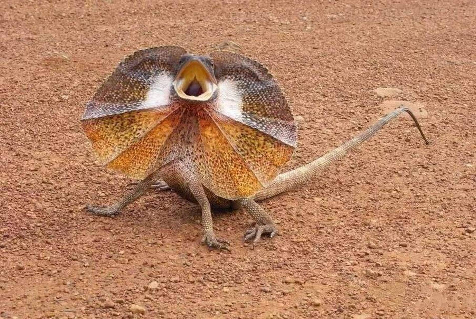 下面将介绍伞蜥的外貌特征,生活习性以及保护现状.