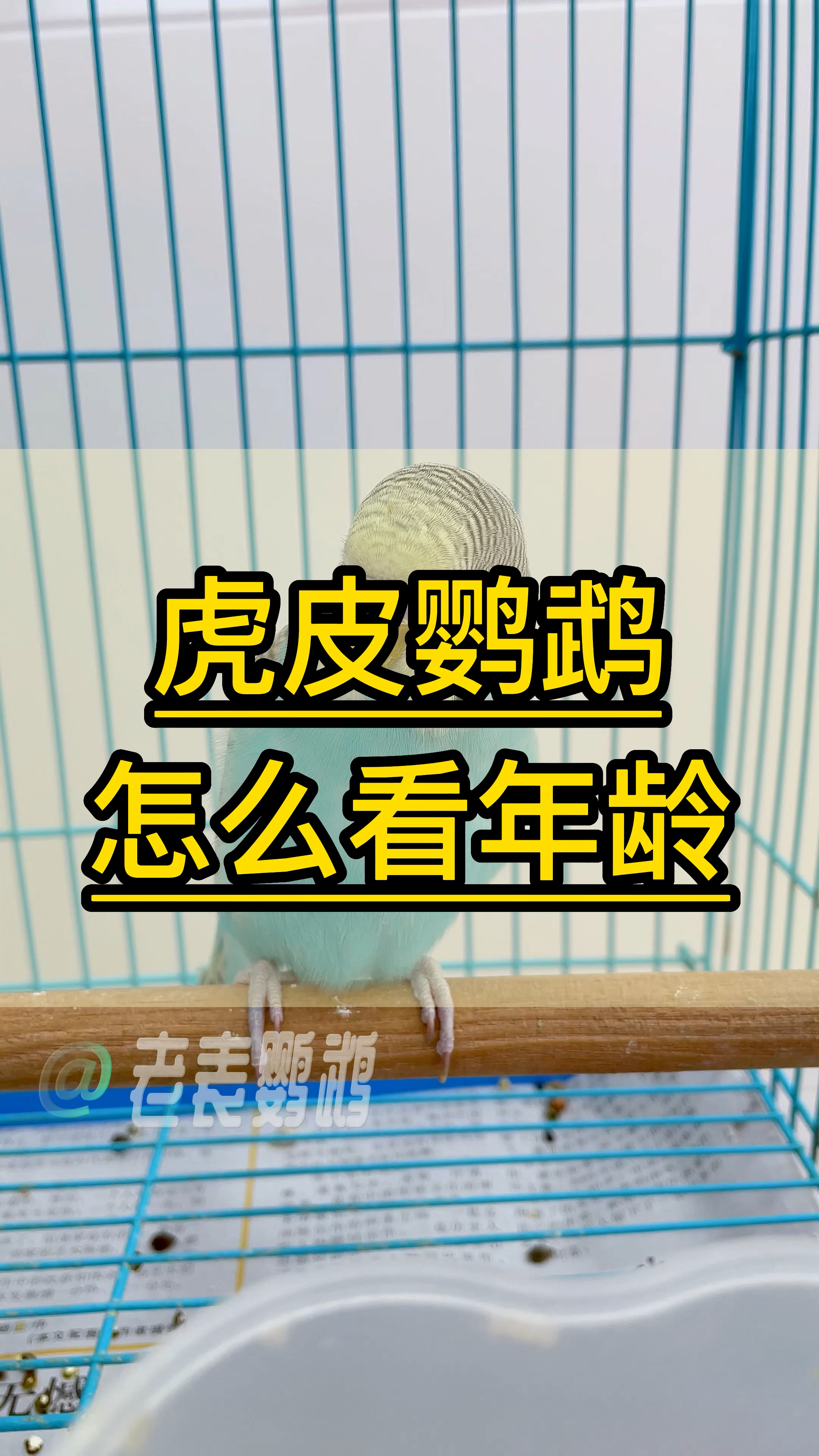 虎皮鹦鹉怎么看它年龄