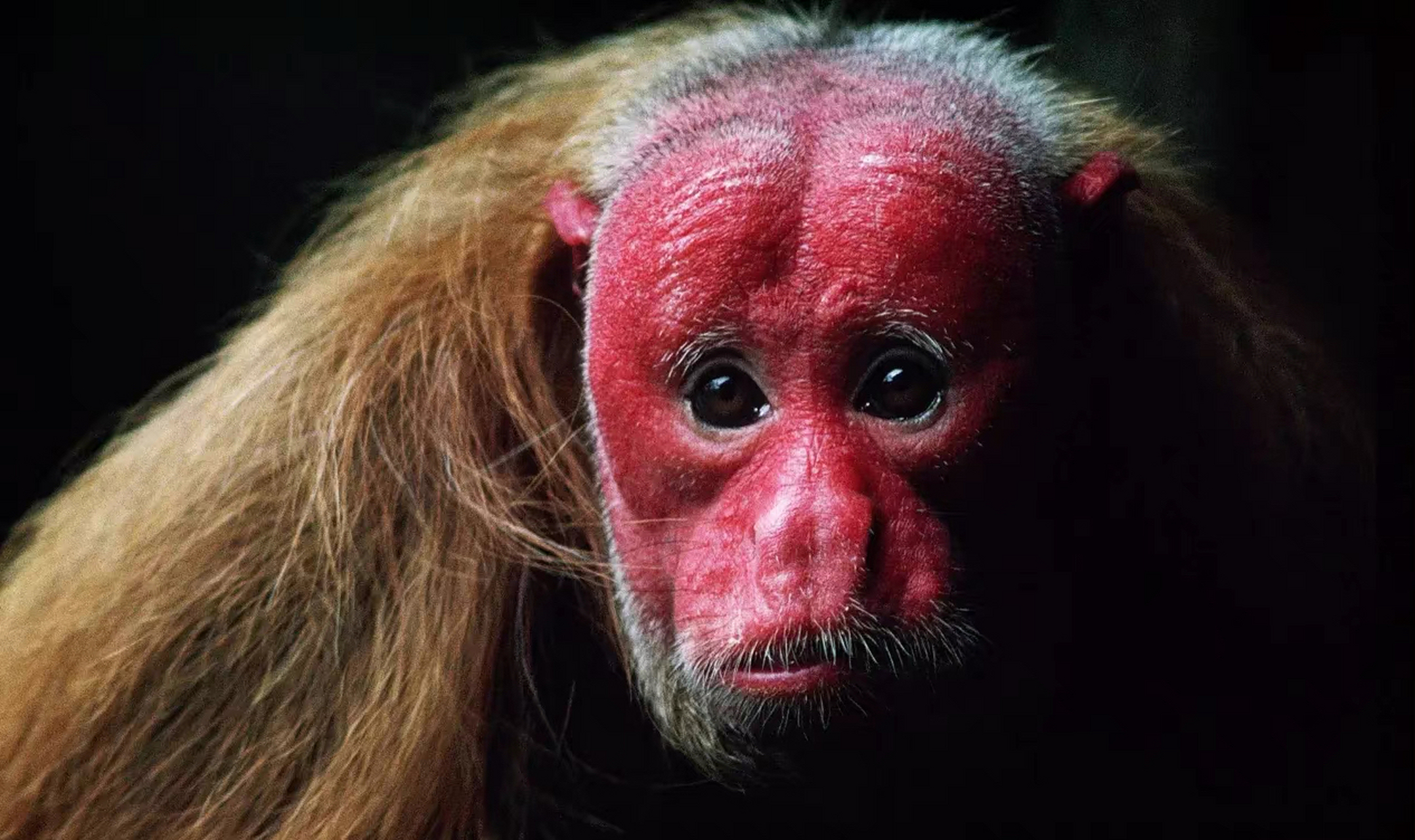 南美洲亚马逊河流域一种独特的猴子——赤秃猴.