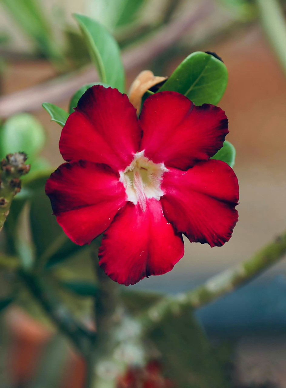 单瓣沙漠玫瑰,阳光很暖  ,微风很甜 , 万物可爱  ,人间值得!