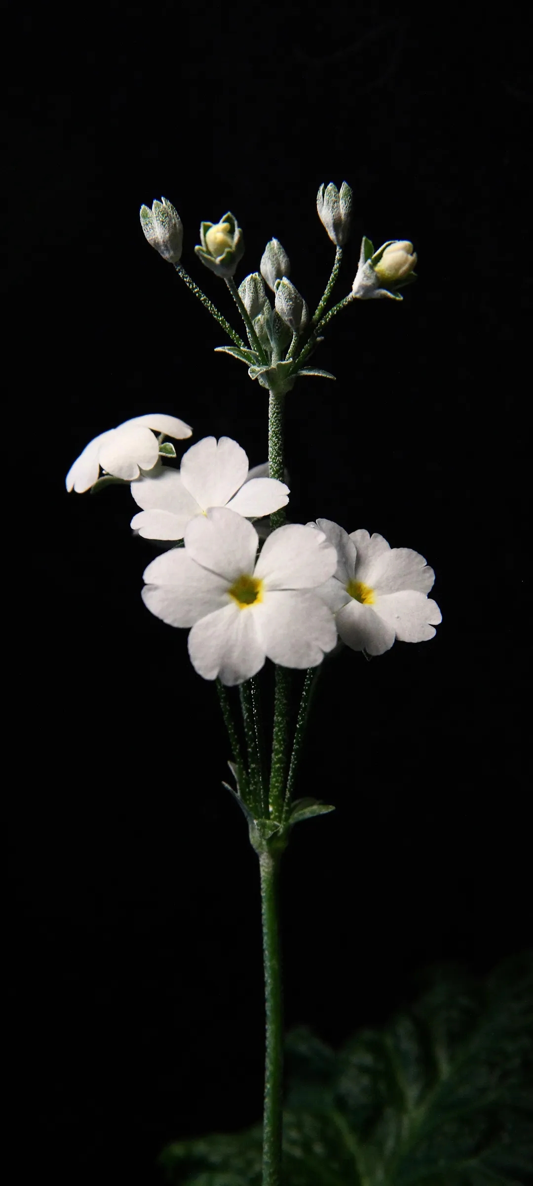 好看的唯美风景全面屏手机壁纸