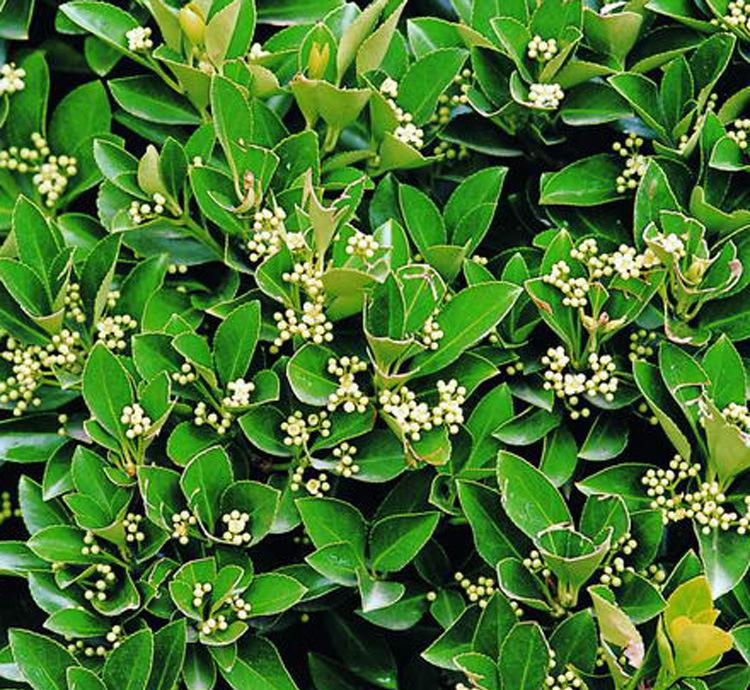 每天认识一种植物——冬青  因冬月青翠,故名"冬青";江东人呼为"冻青"
