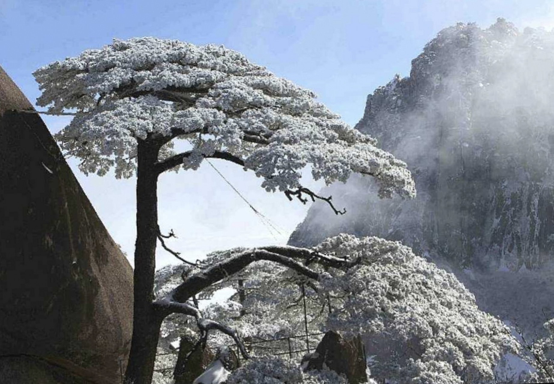 雪山青松的图片大全图片