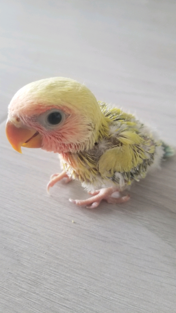 蓝腰黄桃牡丹鹦鹉(澳桂) #手养牡丹鹦鹉# 40多天了,基本上快自己吃食