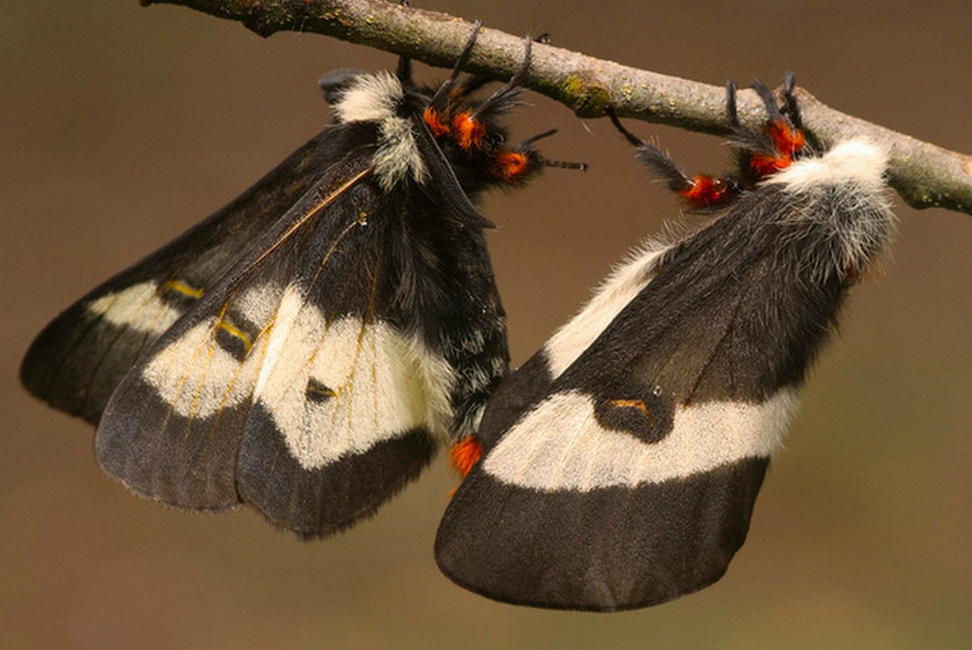 5厘米,头部呈小球状,长有鼓起的复眼和羽毛状触角;胸部长有一对胸足及