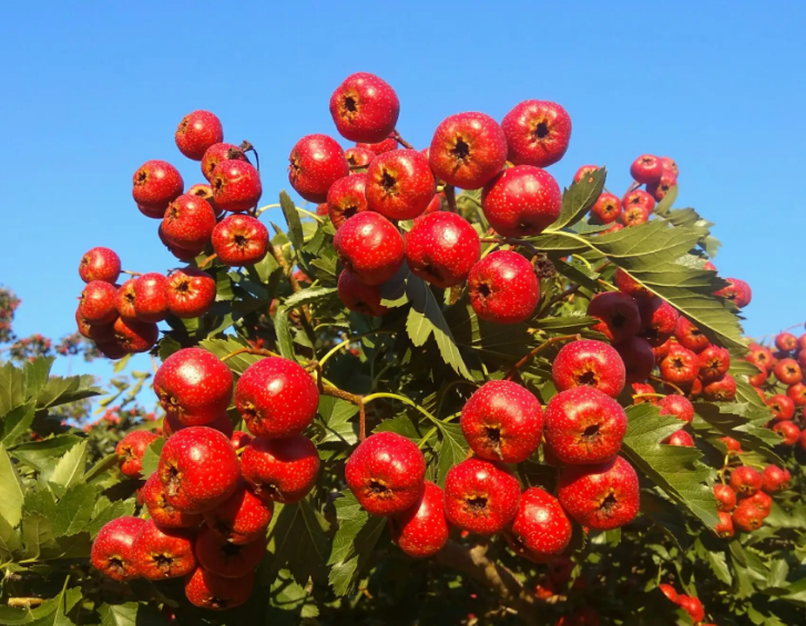 甜红子山楂介绍?