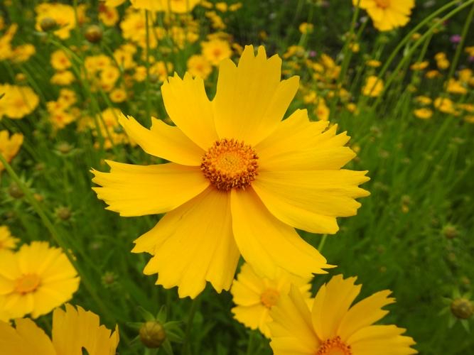 开的花像太阳花的植物剑叶金鸡菊