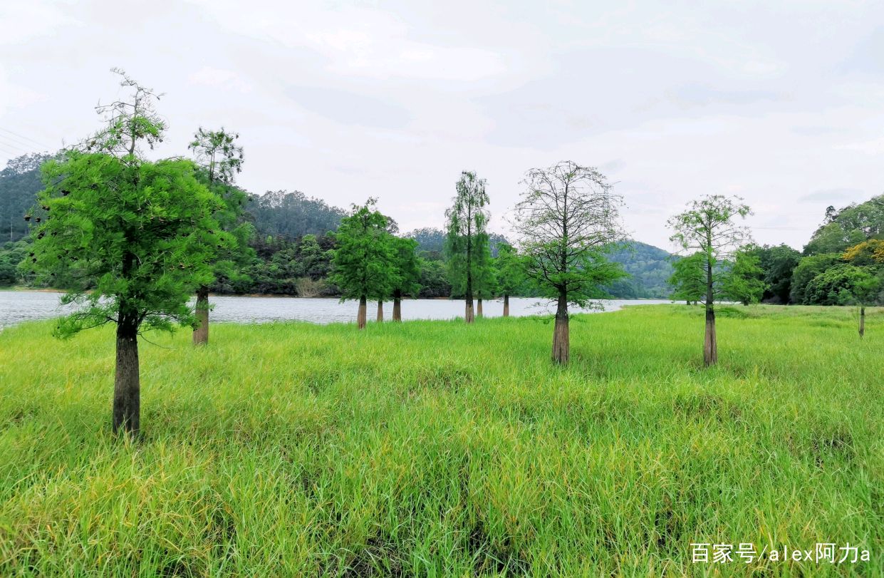 东莞黄牛埔水库居然隐藏着一个"大草原".