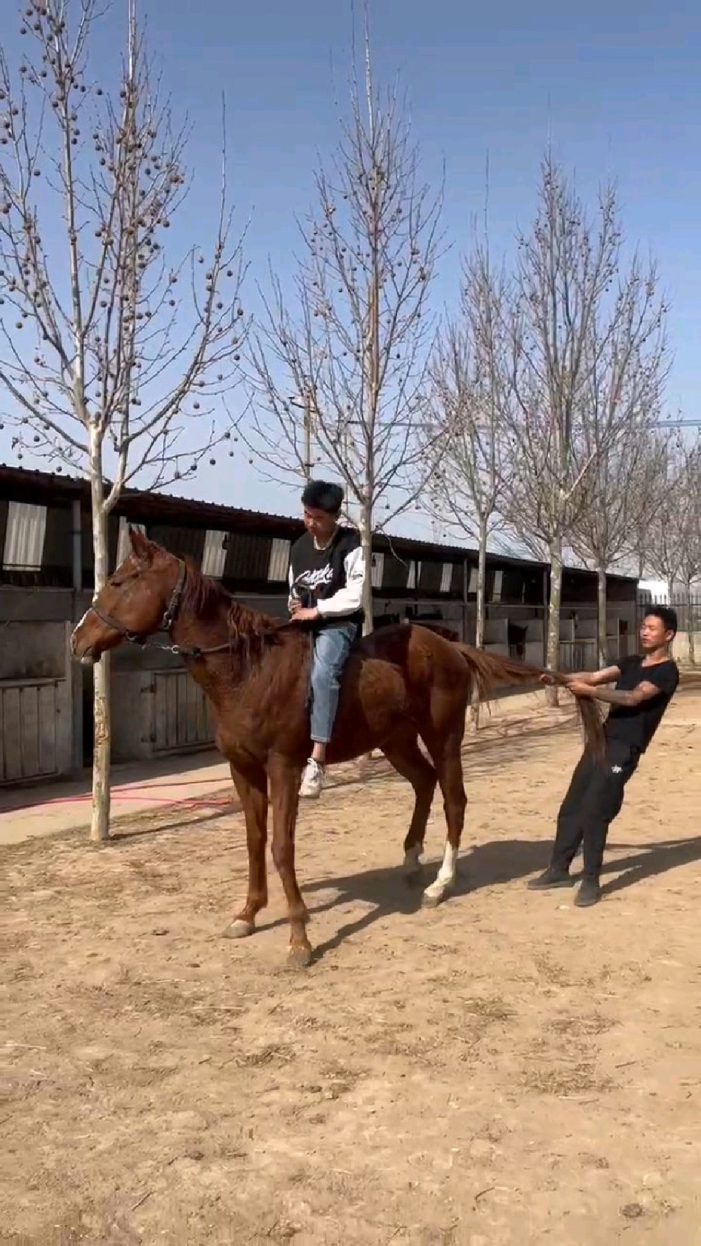 一匹騎乘大馬多少錢哪有賣馬養馬場訓練調教馬摸蹄拽尾騎乘穩定適合