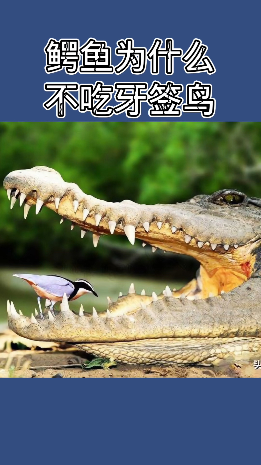 鳄鱼为什么不吃牙签鸟