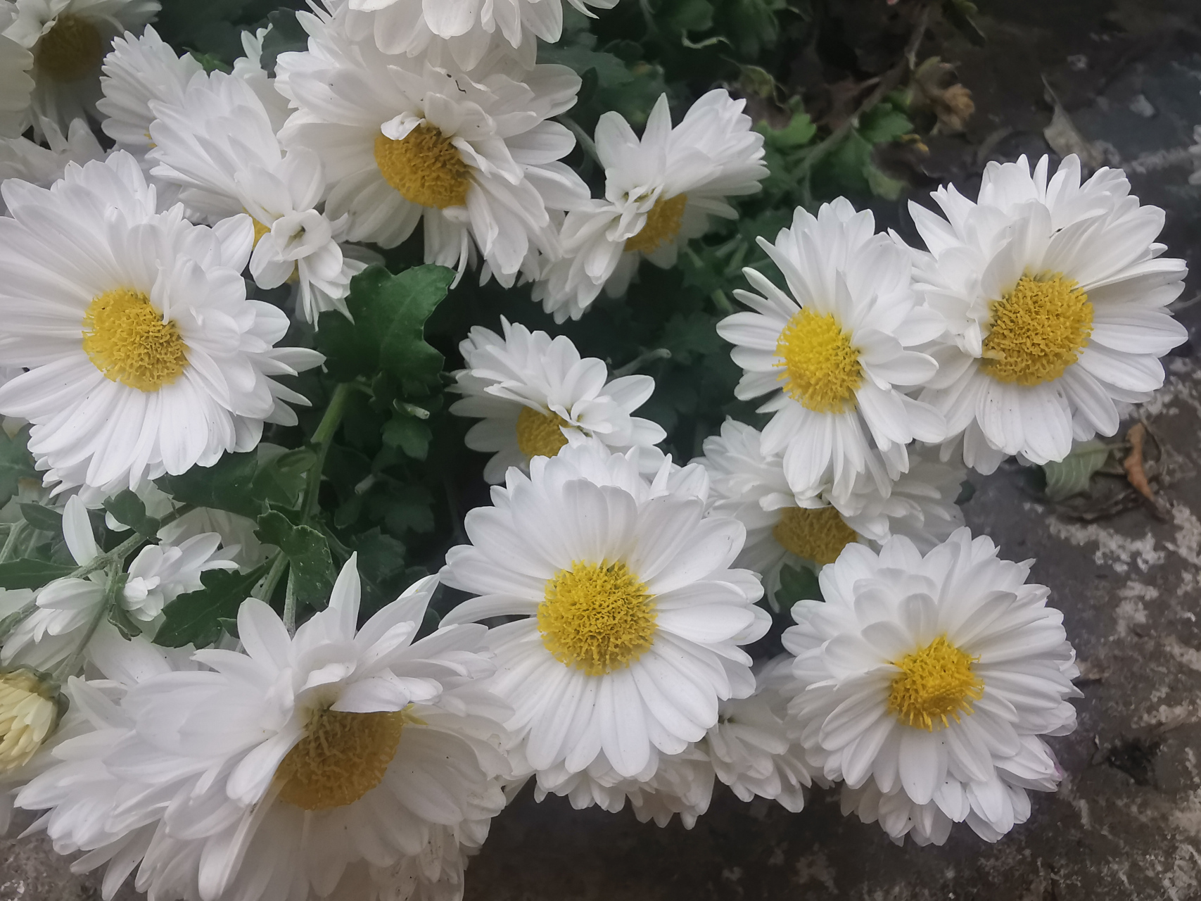 每日一花:菊中珍品一一杭白菊 杭白菊是宿根性草本植物,花朵洁白如雪