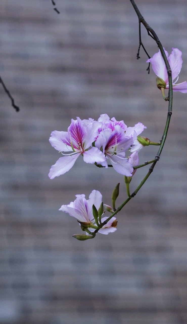香港市花为红花羊蹄甲,盛花期在冬季,是另一种植物.