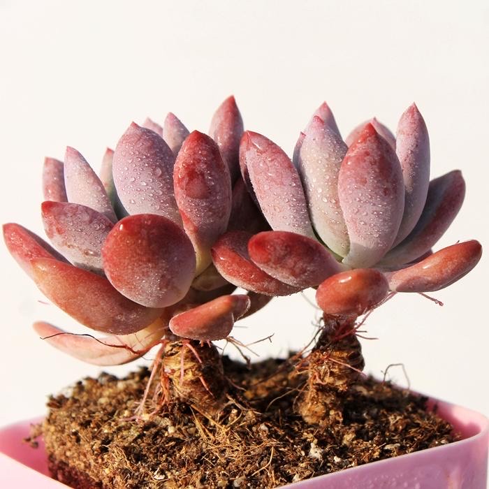 奥普琳娜,多肉中的胖美人,完美诠释了肥厚饱满,出了状态也很仙