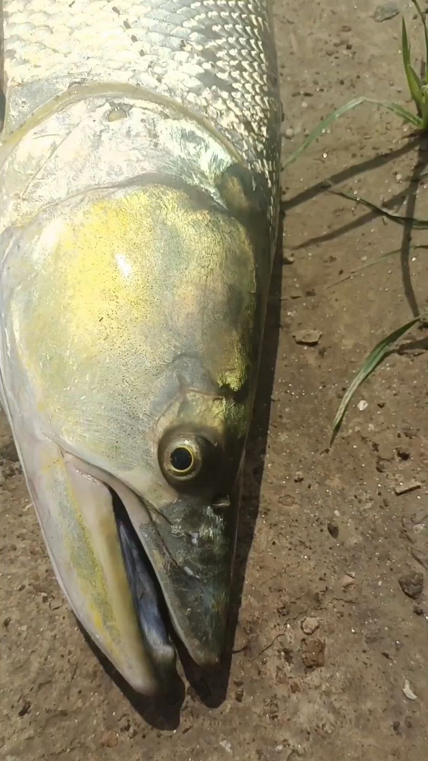 这鱼上岸了咋还骂骂咧咧的呢