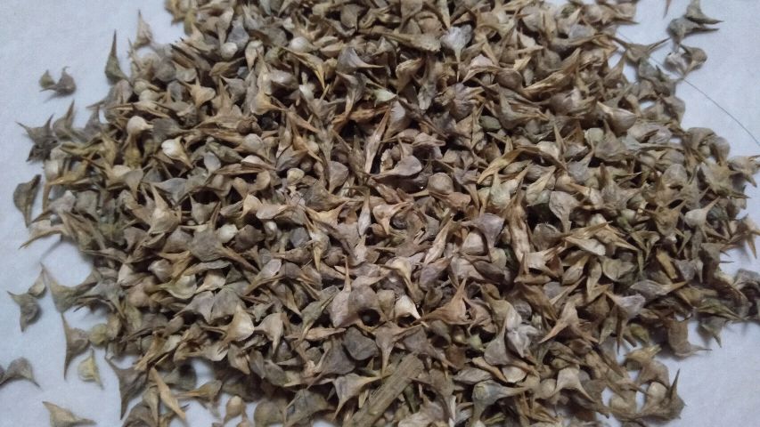 菠菜什么时候种好?农村大姐这样种植菠菜,发芽快出苗齐长势好