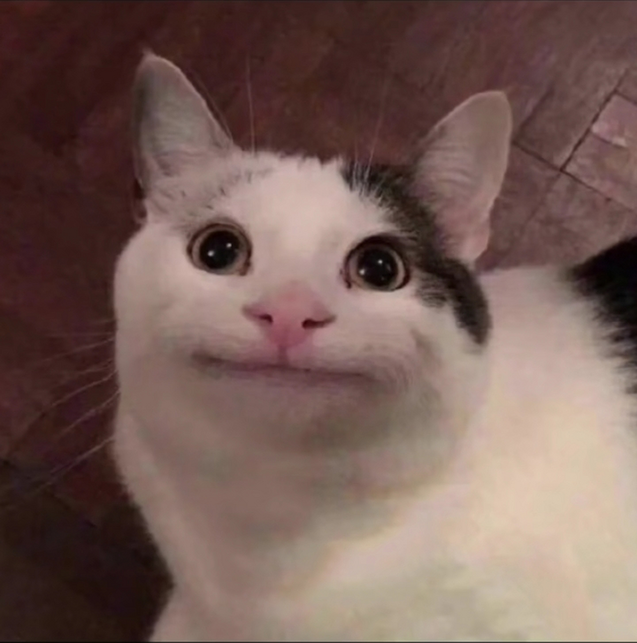 谁懂啊,家人们,易烊千玺这个假笑,真的好像这个猫猫.