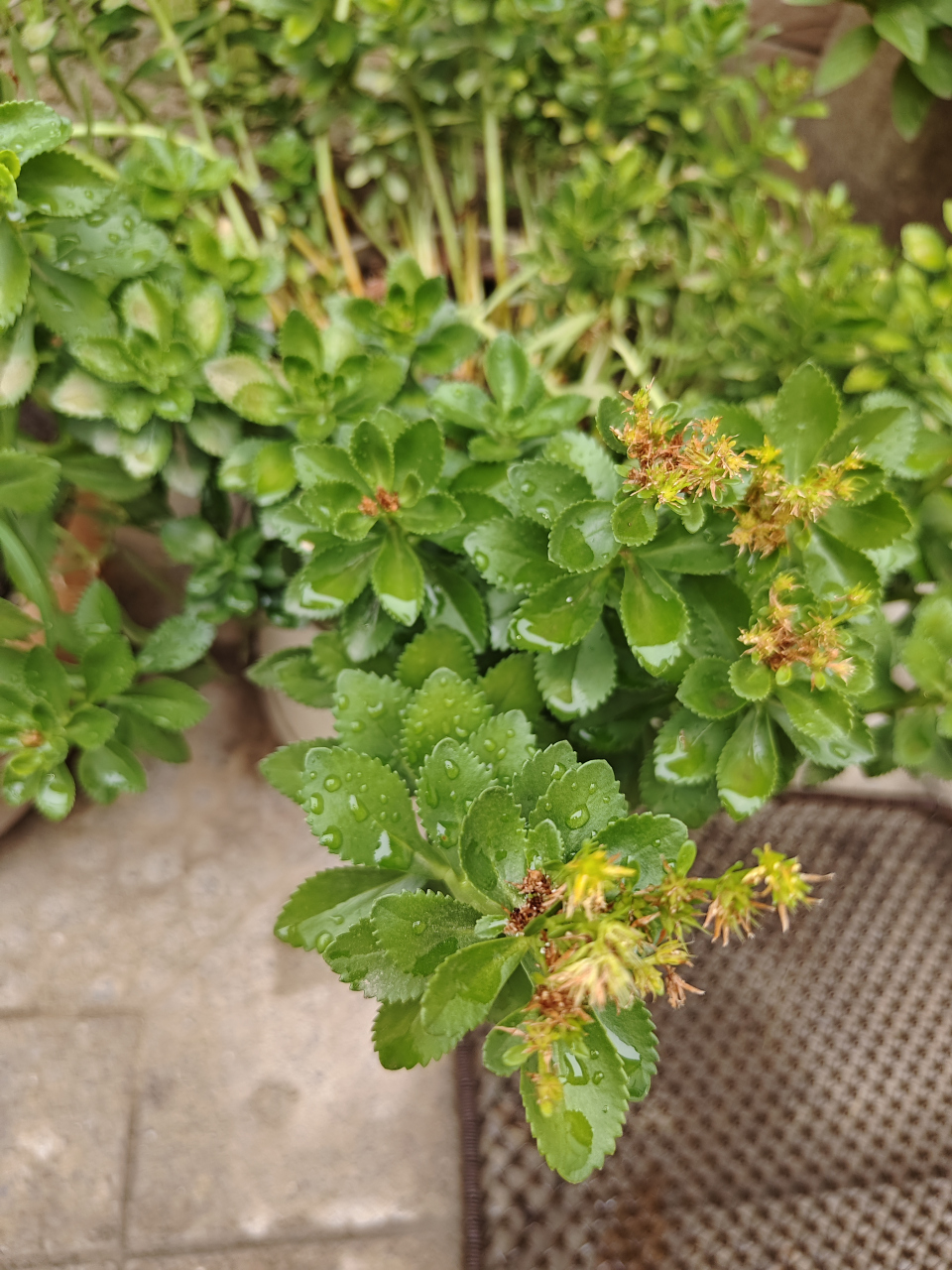 景天三七又叫金不换,还叫费菜,属于景天科费菜属,是一种漂亮的多. .