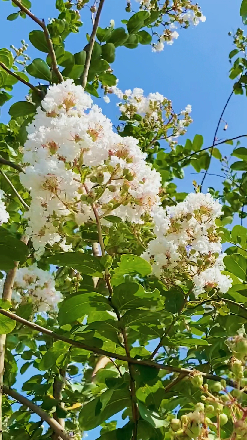 七月,难得一见的白色紫薇花,在蓝天白云更展示它的美