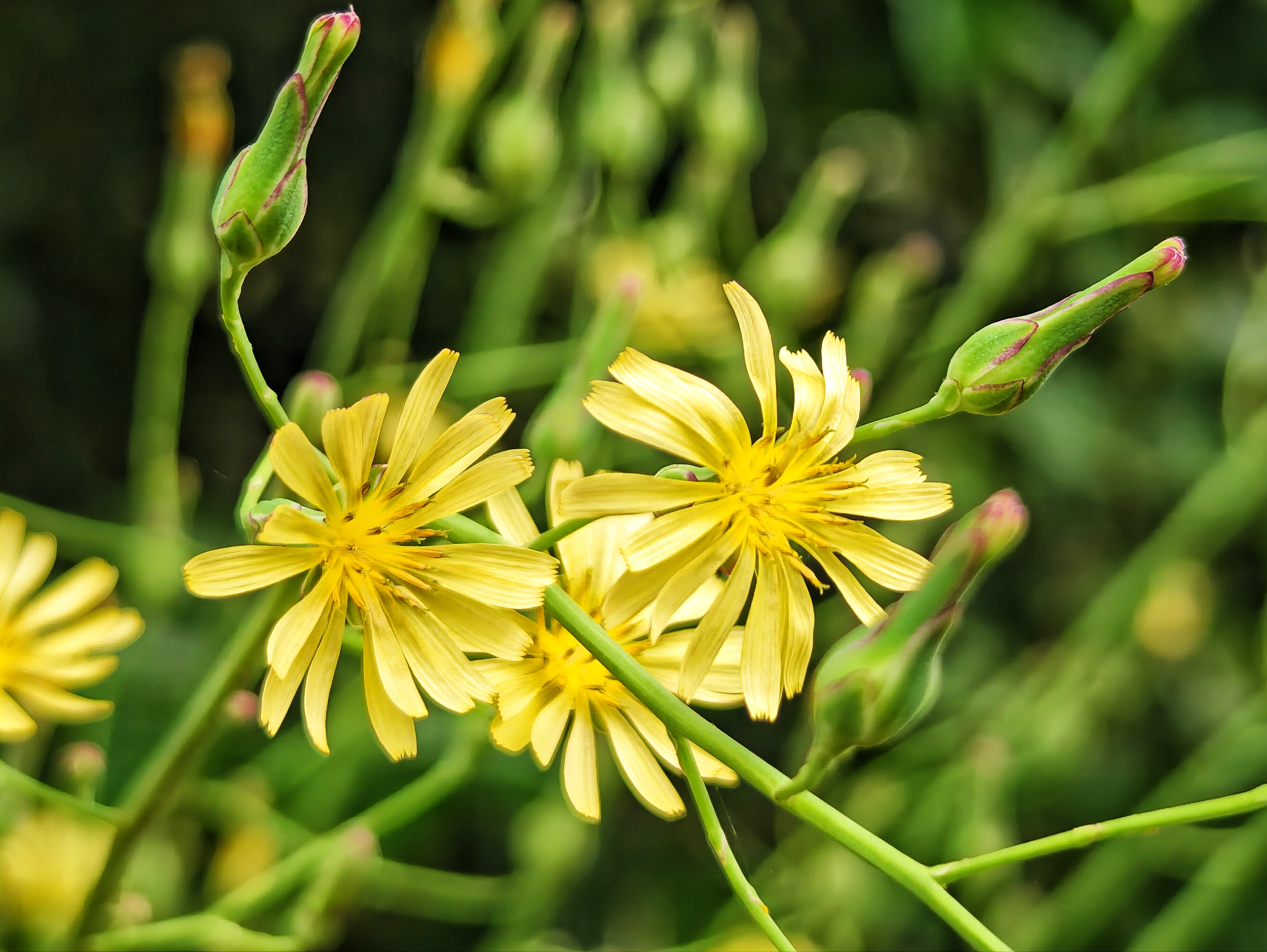 绽放在原野上的花儿,别有一股子疏宕不拘的风致.