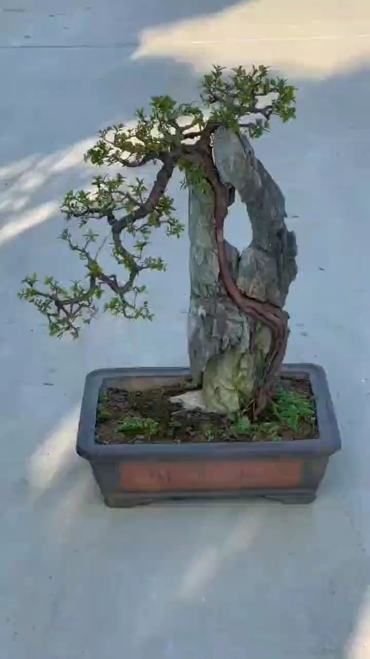 附石雀梅,经典造型