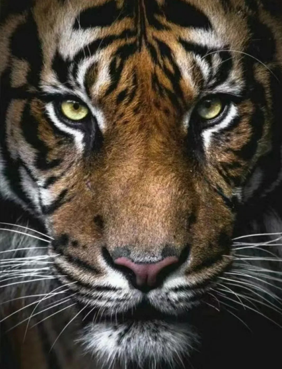 猛一看只是一张温和的老虎图片,与它对视起来发现有点害怕,觉得它有