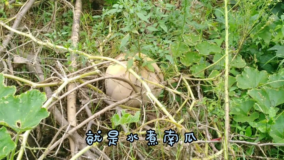 我老家方言把南瓜叫方瓜,加冰糖大火水煮十分钟做成还又香又甜