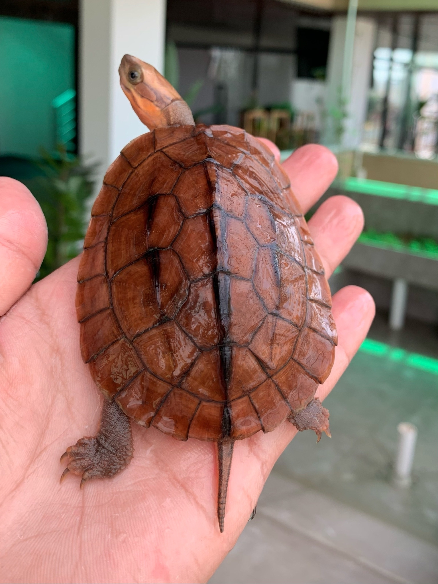 广东人的最爱"大米金钱龟"