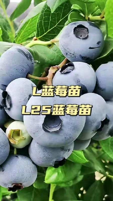 地栽ll25蓝莓苗,今年栽种明年就可以挂果,是不错的新品种蓝莓苗-度小